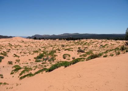 Pink Dune