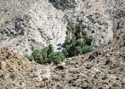 Joshua Tree 29 Palms