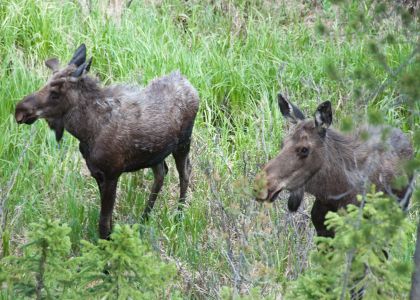 Rocky Mountain Moose