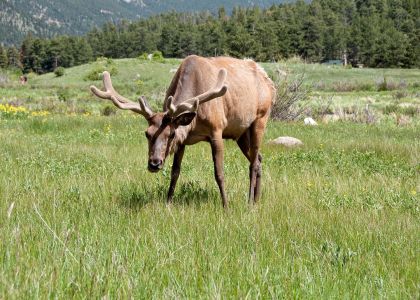 Rocky Mountain Elk