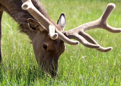 Rocky Mountain Elk