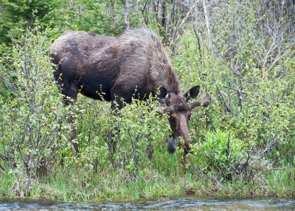 Rocky Mountain Moose