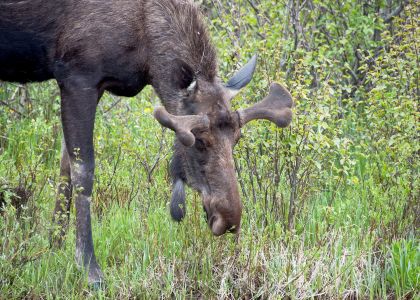 Rocky Mountain Moose