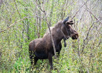 Rocky Mountain Moose