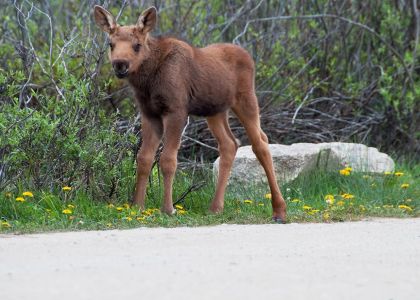 Rocky Mountain Moose