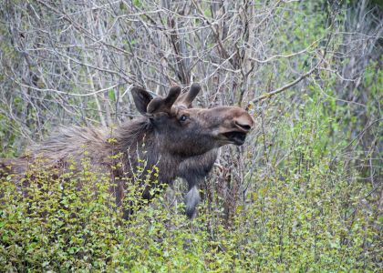 Rocky Mountain Moose