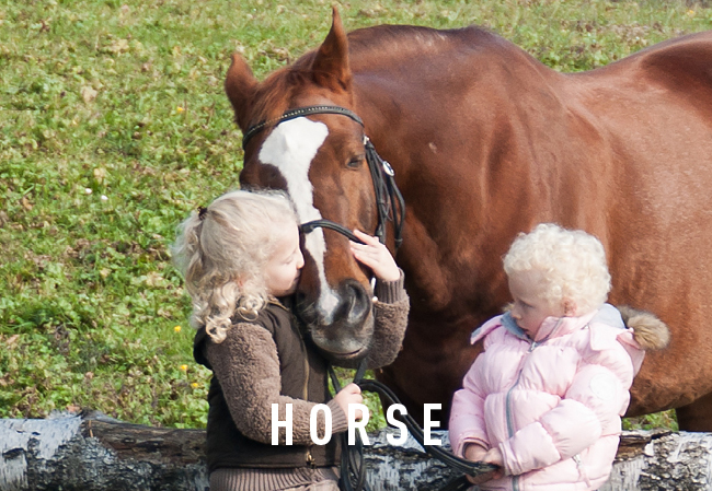 Horses Outdoor