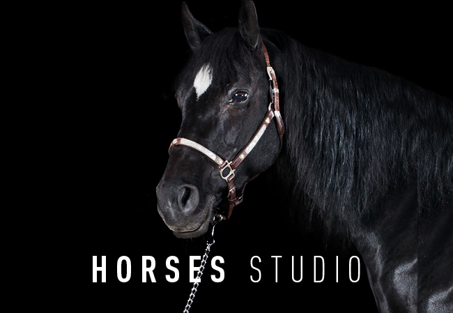 Horses Studio